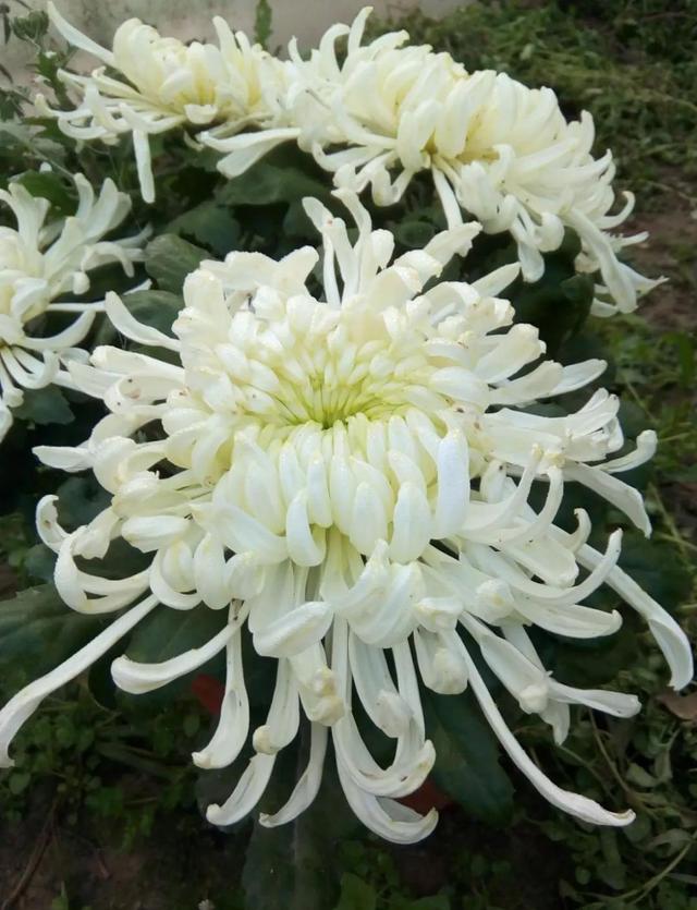 爱花的一颗心，爱花的一颗心是什么歌（一位爱花人的自述<七十>图片）