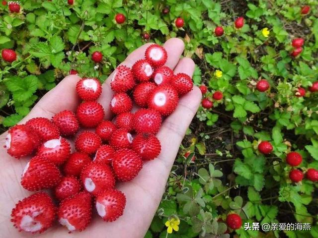 80后怀旧零食，儿时怀旧的零食有哪些（中国86种怀旧经典零食）