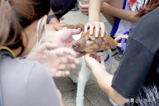 上海宠物领养活动，收养代替购买~在奉浦街道