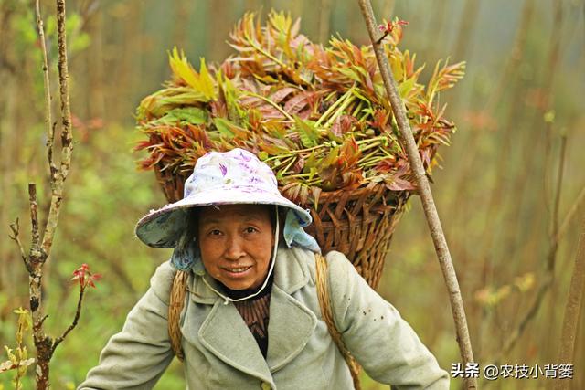 香椿芽的种植方法，从播种育苗到管理采收