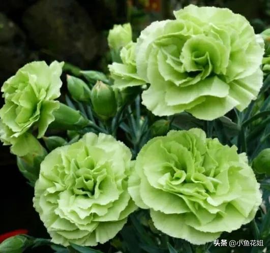 母亲节送什么花，母亲节送什么花最适合（能送给母亲的花不只是康乃馨）