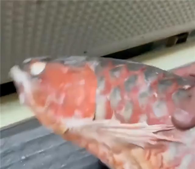 家用冷藏柜的价格是多少呢，家用冷藏冰柜（男子囤7冰柜养死的名贵鱼）