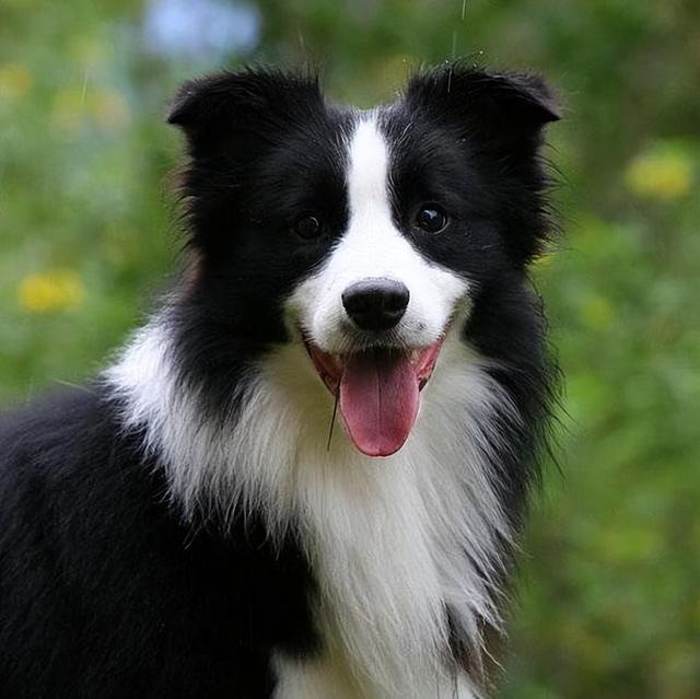 如何正确饲养边境牧羊犬，教你怎么饲养边境牧羊犬