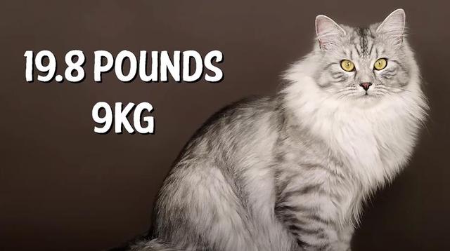 猫的种类图片及名称，猫的种类图片及介绍（猫的种类和性格特点）