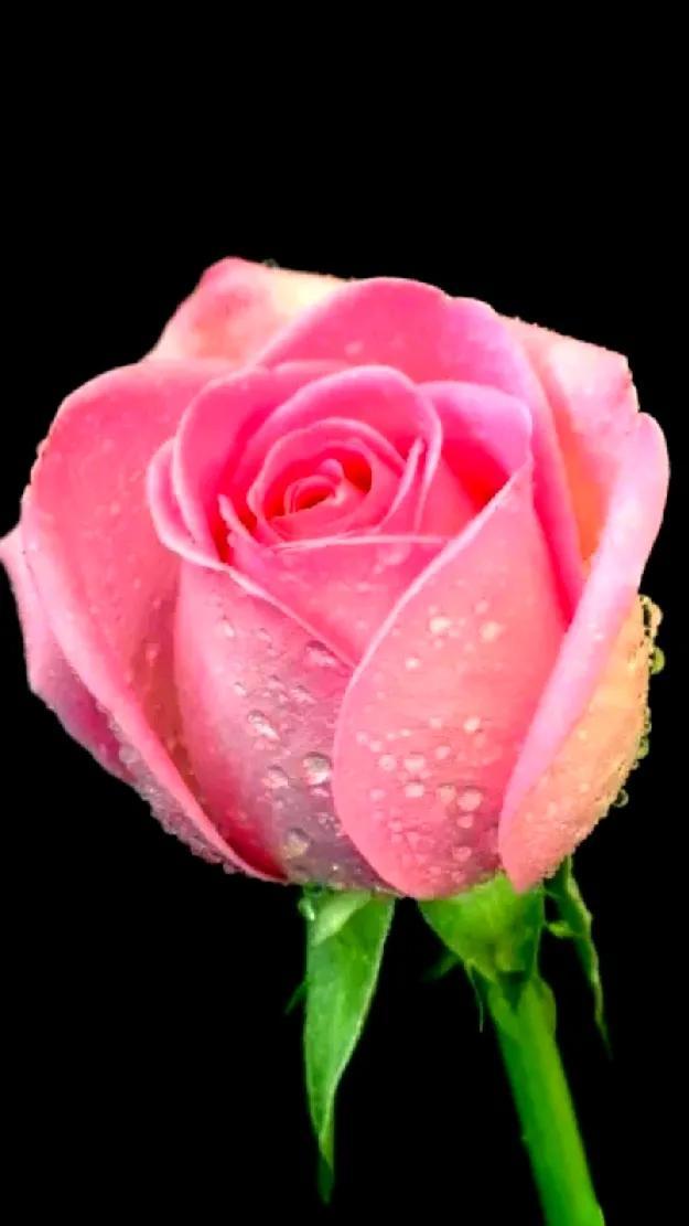 粉色玫瑰代表什么意思，粉色的玫瑰花代表什么意思（你知道它们代表着不同的花语吗）