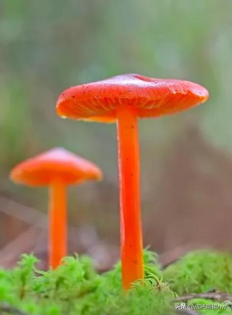 世界上最漂亮的蘑菇，世界上最漂亮的蘑菇是什么（精华总伴日风来。美丽的蘑菇）