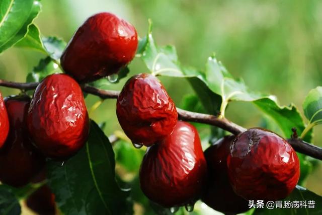 曼陀罗花的图片，曼陀罗花是什么（301味中药材的原植物彩色图谱）