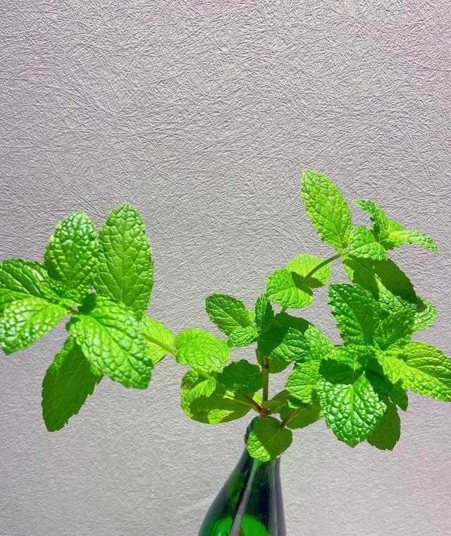 常用盆栽水生植物，“3种”绿植可水培