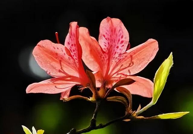 梅花象征什么，梅花象征什么青松象征什么雪花象征什么（中国十大名花排行榜）