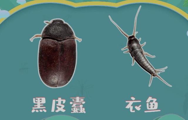 衣鱼虫怎么消灭，衣鱼虫怎么根除（地板缝隙有衣鱼虫怎么办）