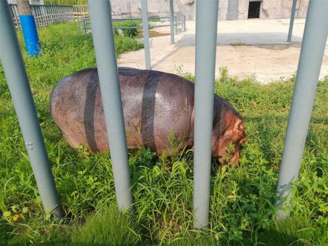 离我最近的汽车4s店，离我最近的路虎4s店（深圳福田哪里有路虎4S店）