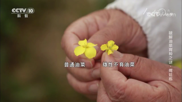 十个名人小故事，关于名人的一个小故事（他跟一株花“较劲”60年）