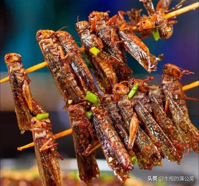 蚂蚱几条腿，蚂蚱几条腿打三个数字（这几种蚂蚱，小时候你抓过几种）
