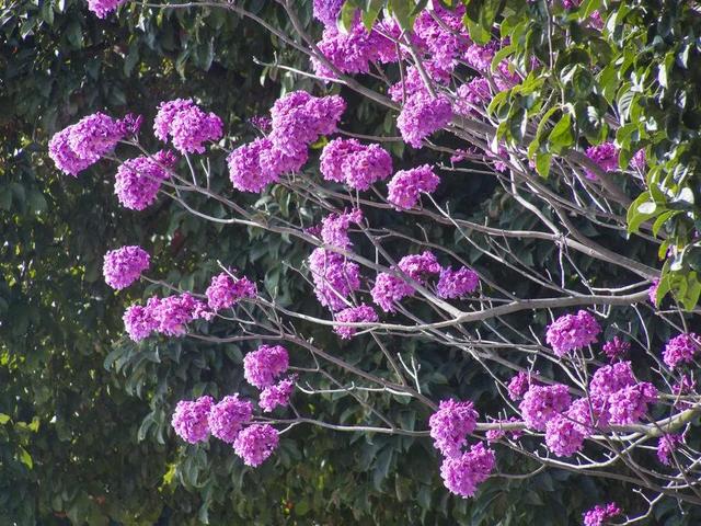 紫花风铃木可以盆栽吗，紫花风铃木北方能成活吗（分享——紫花风铃木）