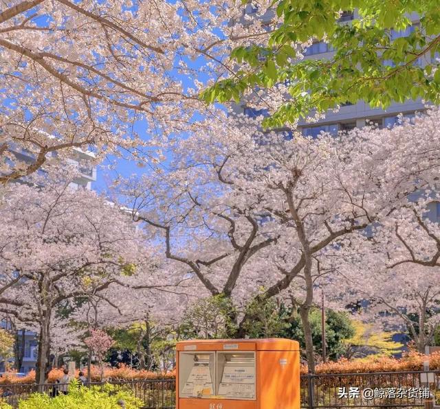 山林不向四季起誓，枯荣随缘，山林不向四季起誓,荣枯随缘意思（山林不向四季起誓，荣枯随缘图片）