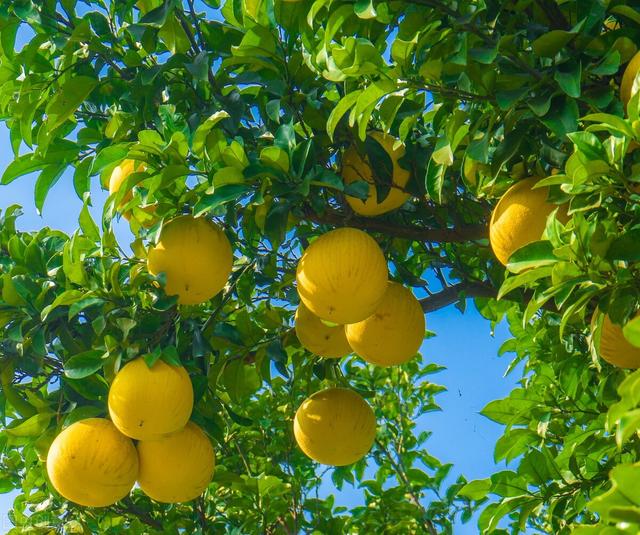 七夕节的水果花束，七夕花束有花语，水果也有果语