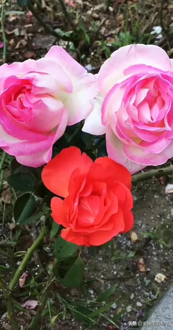 适合发心情的图片   赏图愉快哦:），关于发心情的图片（鲜艳欲滴的花朵）