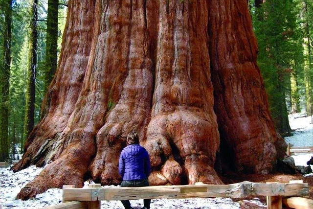 世界上最高的树，世界上最高的树排名（盘点世界最高的5棵巨树）