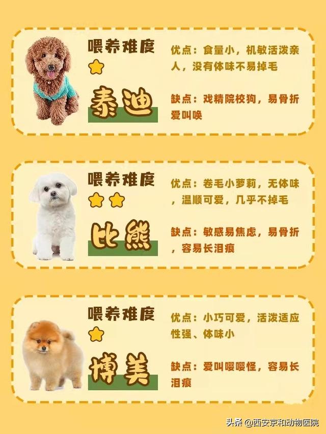 狗的品种名大全，新手养狗课堂丨常见16种狗狗优缺点及喂养难度合集