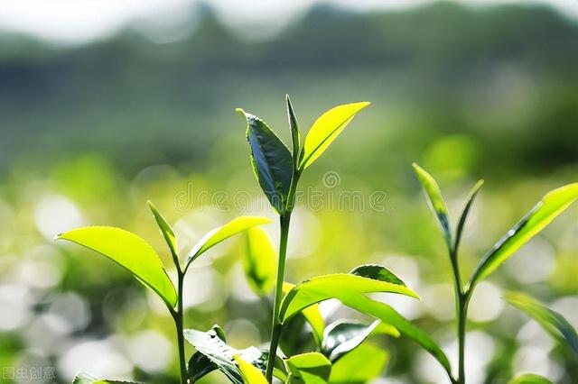 关于成长作文600字，关于成长600字优秀作文（小学生作文：成长）