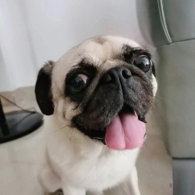 家庭适合养什么犬，十大最适合家庭养的宠物狗（9种最适合养的狗狗）