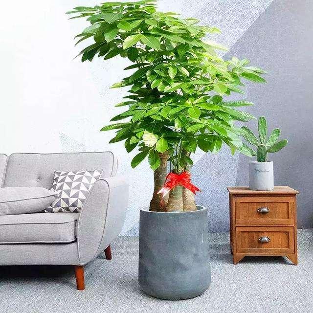 养什么花招财并聚财,卧室养什么花招财并聚财(有花有果招财又旺家)