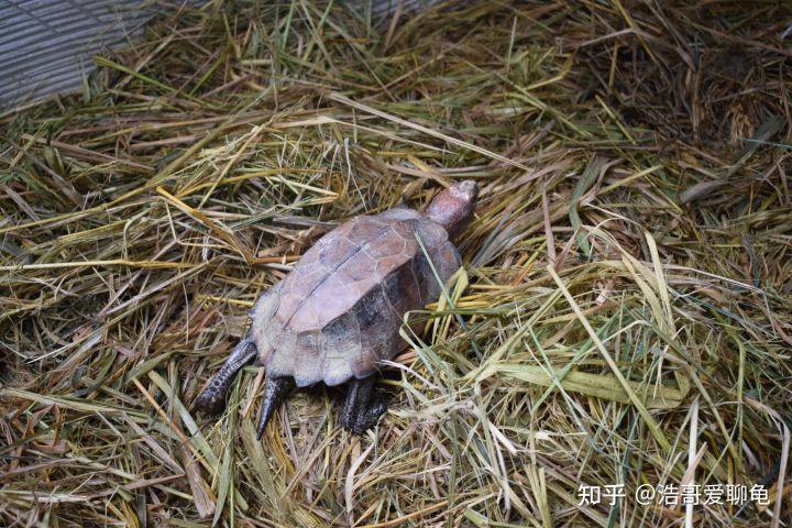 养龟三年，它回馈你十年陪伴——新手必读的十年养龟心得与温情守候指南