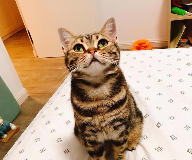 美短猫真的好养吗，养到的人都很幸运