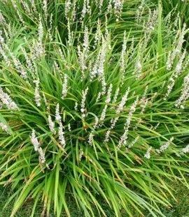 麦冬草简介，麦冬草的介绍（麦冬，乃绿植佳品）