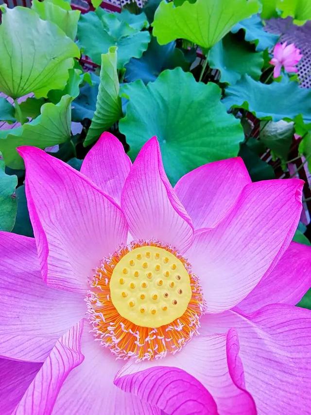 夏天荷花的描写，描写夏天荷花的景色（夏日荷花別样美）