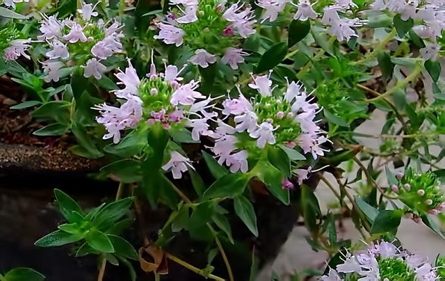 百里香和迷迭香的区别，百里香是什么（阳台上养一盆“百里香”）