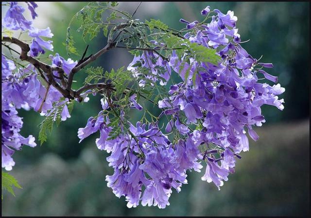 春天开的常见的花，春天的花有哪些（春天的花有哪些 名字）