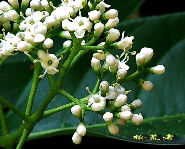 珊瑚树（珊瑚树开花，珊瑚树开花，似动漫画的枪战图（绿珊瑚开花）