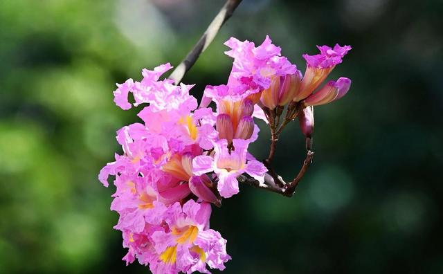 紫花风铃木可以盆栽吗，紫花风铃木北方能成活吗（分享——紫花风铃木）