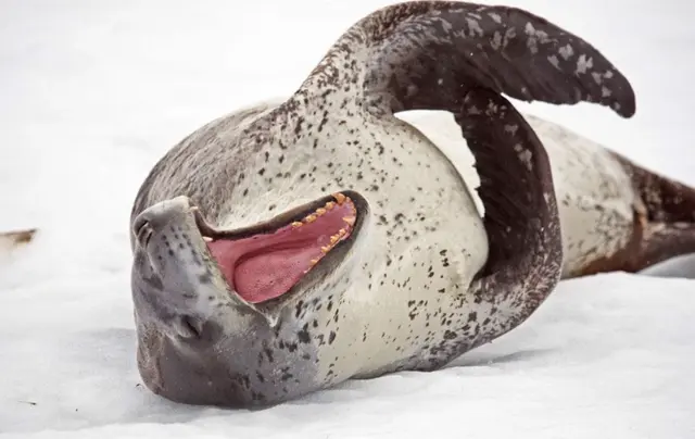 海洋十大霸主排行榜，世界上最可怕的十大海洋生物——虎鲸到底是不是海洋霸主