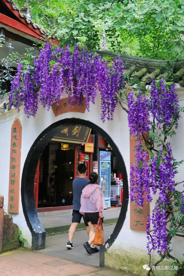成都市青城山都江堰旅游景区，这个五一青城山-都江堰景区超火爆