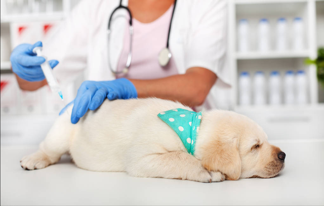 狗狗绝育的好处与坏处，狗狗绝育有什么好处和坏处（过来人告诉你：狗狗“绝育”后）