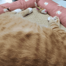 怎样抱猫咪最舒服，怎样抱猫咪最舒服图片（史上最全猫咪按摩宝典）