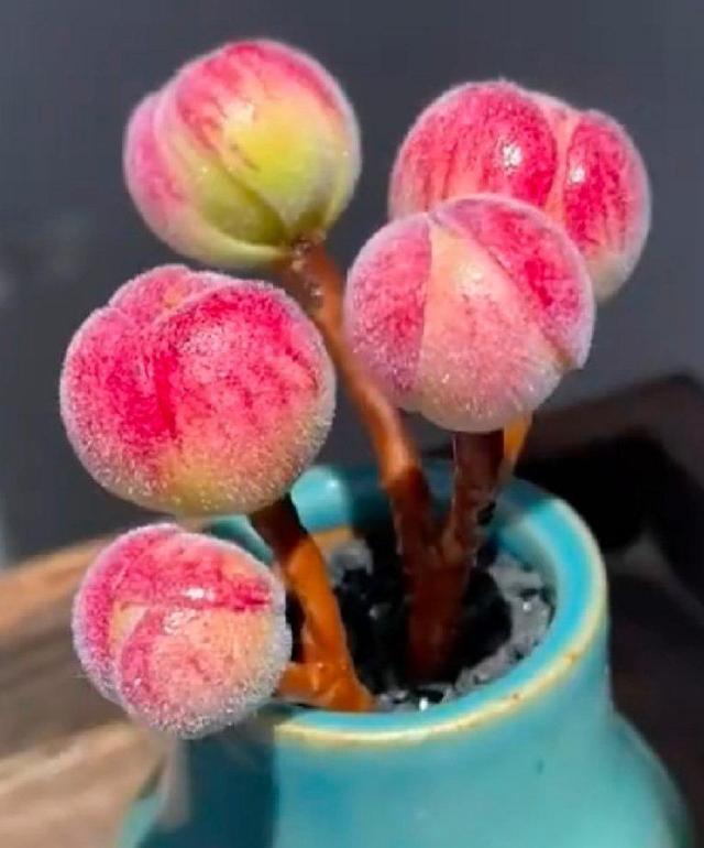 可爱玫瑰的养殖注意事项，可爱玫瑰的养殖方法（河南花友只露养了3天的可爱玫瑰）