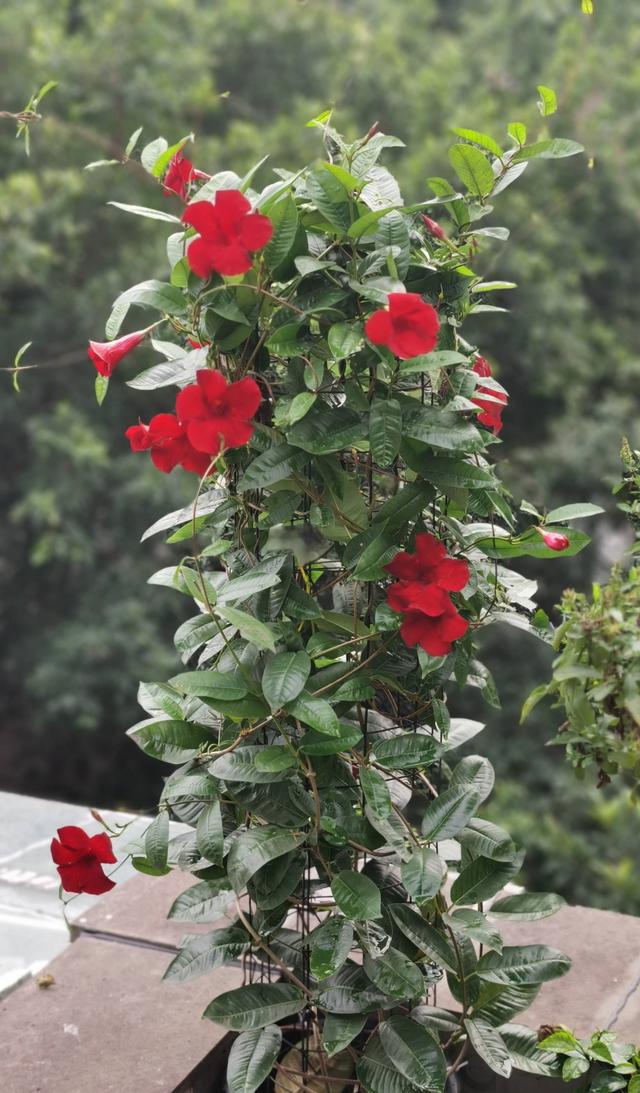 2,飘香藤怎么养?做好3点,开花大半年,夏季冬季都有花,又仙又美