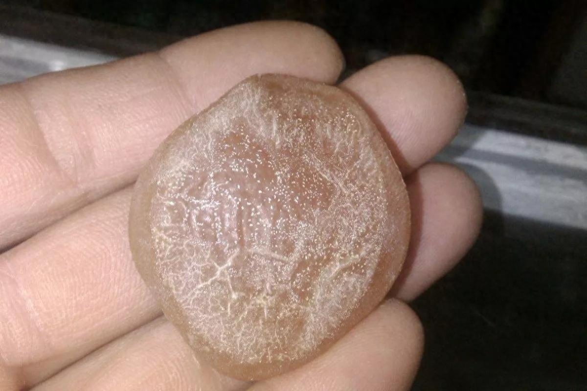 螺蛳青鱼石(100斤的青鱼能取出多少青鱼石) - 去钓鱼