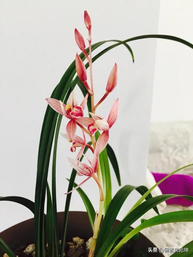 十大最贵最美兰花，绝美兰花50幅