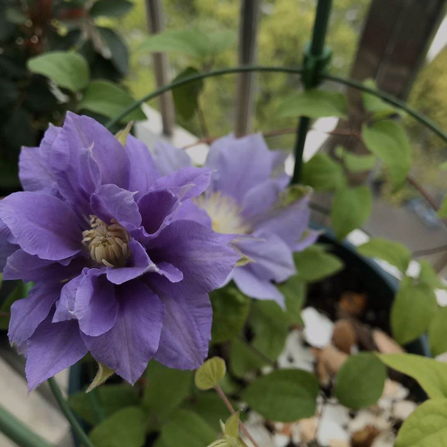 铁线莲如何养，铁线莲的花开的很漂亮（春天是铁线莲的主场）