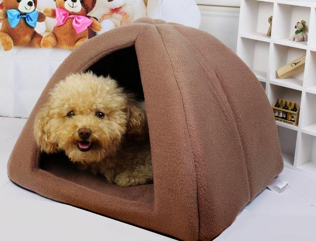 如何养狗狗须知养狗技术分享，狗怎么养殖喂什么食物（新手养狗攻略，看这一篇就够了）