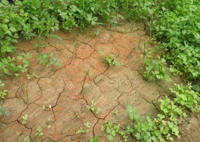 禁止烧秸秆是谁提出来的，不能烧秸秆是谁提出来的（秸秆焚烧：沿袭千年的农业习俗）