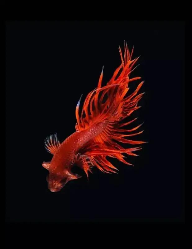 100多种神仙鱼欣赏，鳕鱼图片大全