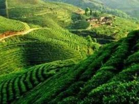 黄芽属于什么茶，滇红金芽属于什么茶（黄茶之：霍山黄芽）