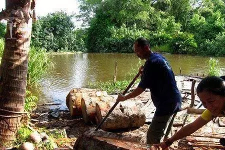 像椰子树的树叫什么，像椰子树的树叫什么室内（一棵却能产数百斤大米）