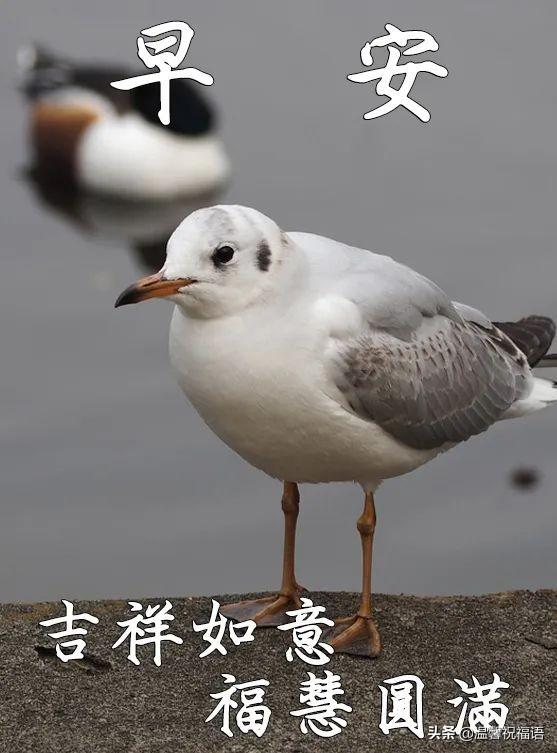 祝福事业的祝福语，事业的祝福语有哪些（5月24日清晨早上好图片问候带字语句）