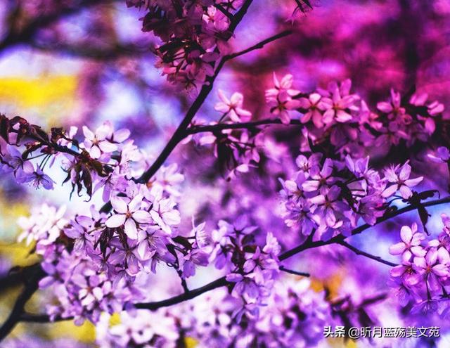 有你真好的说说，有你超甜的句子（岁月无言，春风十里，有你真好）